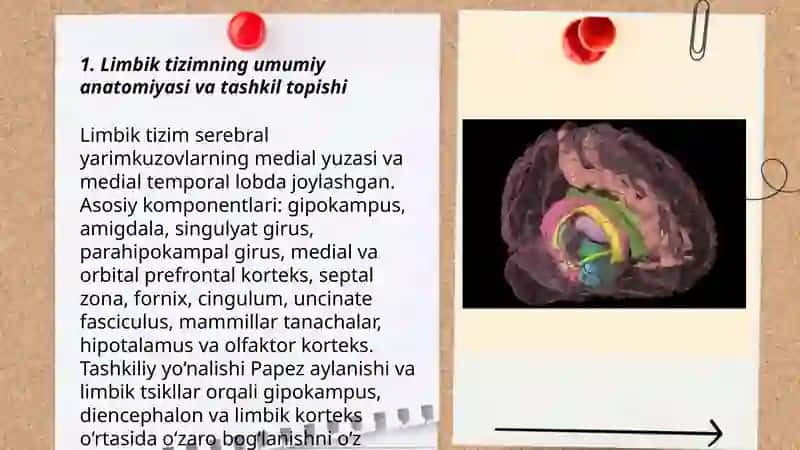 Limbik tizim 3