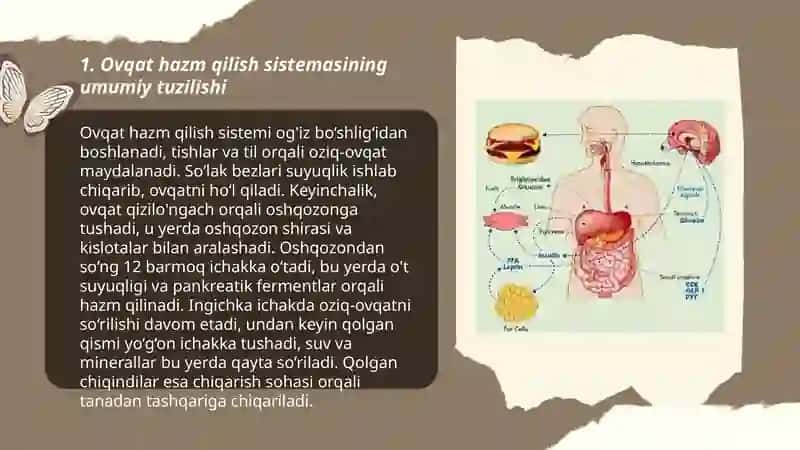 Ovqat hazm qilish sistemasi va ularning shakllanishi 3