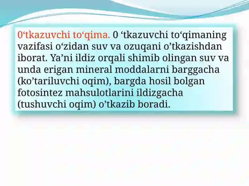 O'tkazuvchi to'qima 3