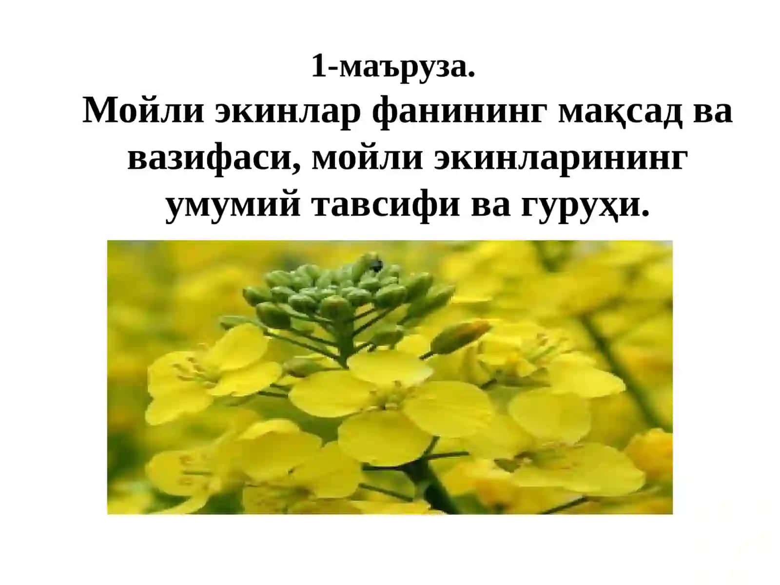 Фан: Мойли экинлар биологияси ва етиштириш технологияси 3