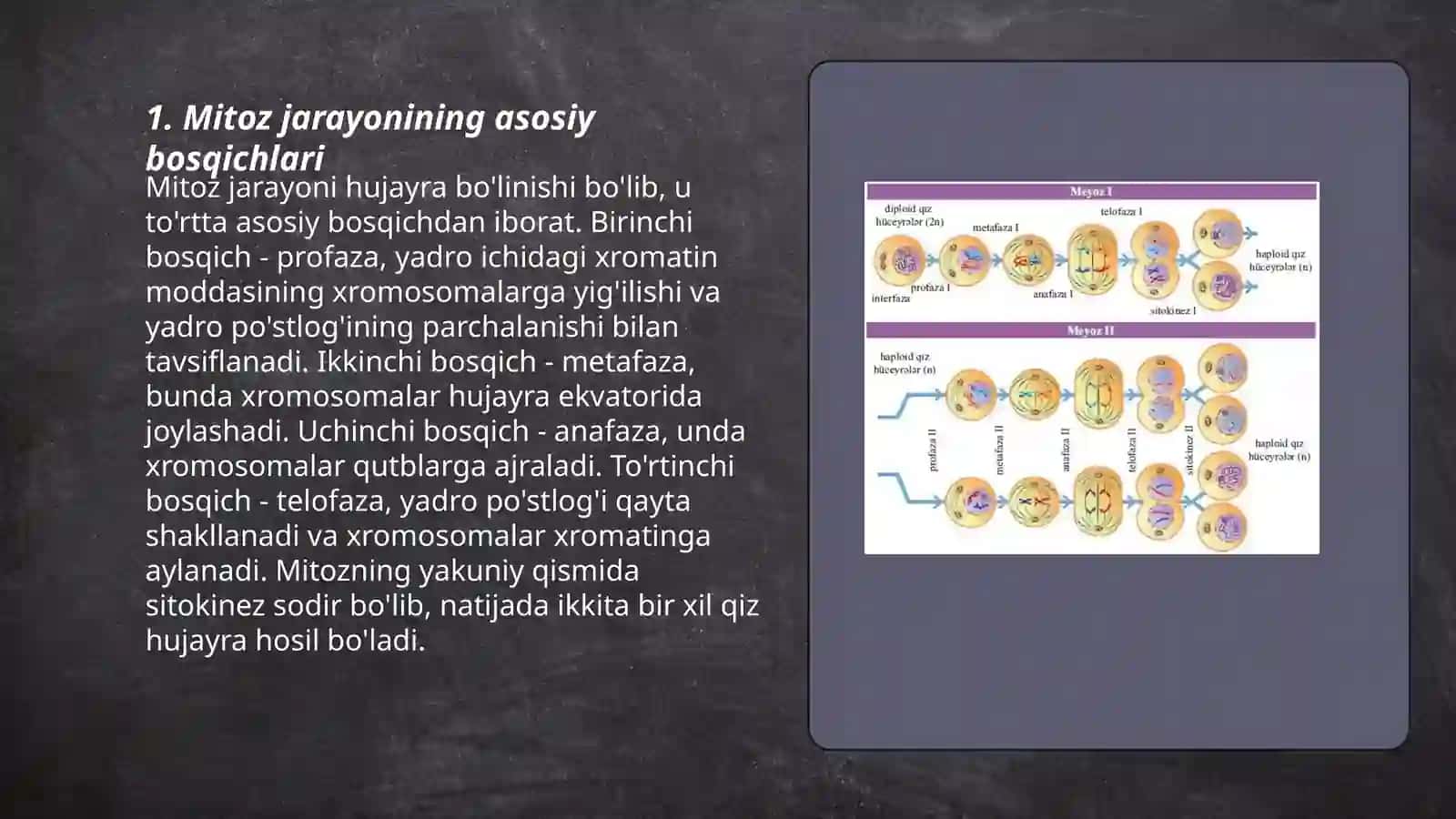 Mitoz va meyozning biologik axamiyati irsiyatning xiramasoma nazariyasi 3