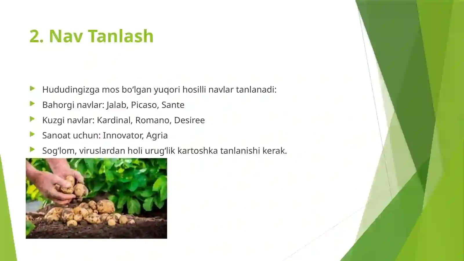 Kartoshka yetishtirish texnologiyasi 3