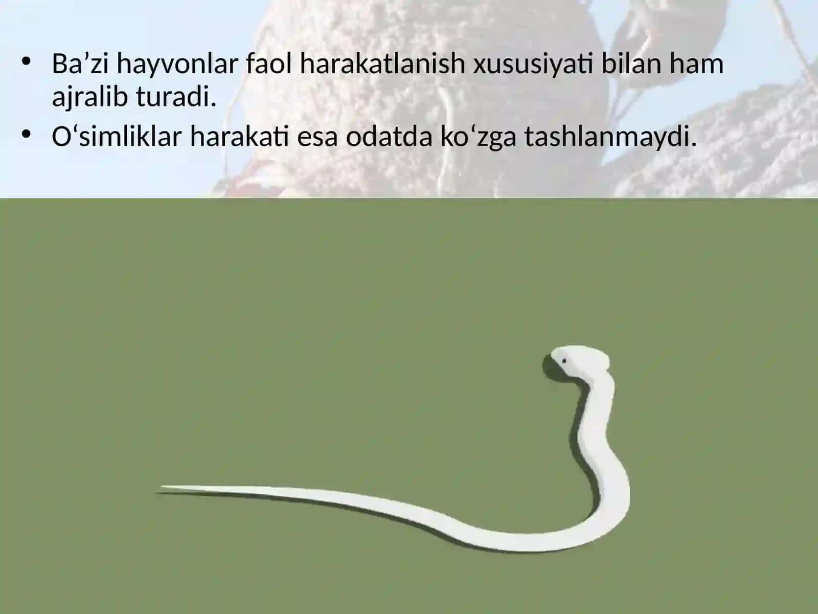 Hayvonlar dunyosi 3