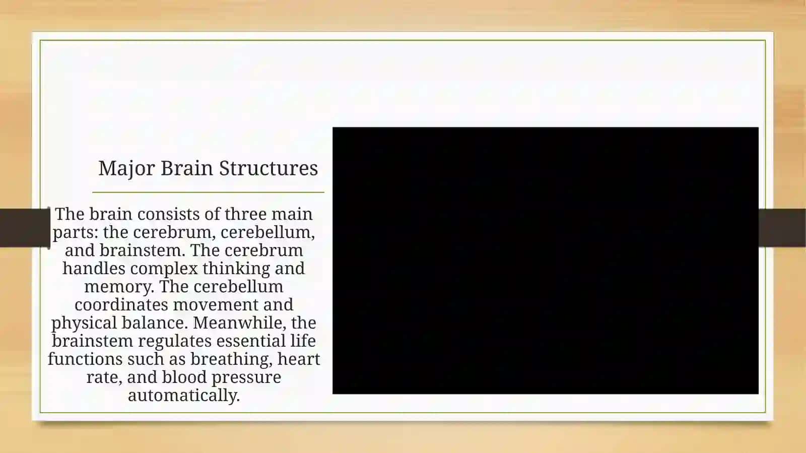 The Human Brain: An Overview 3