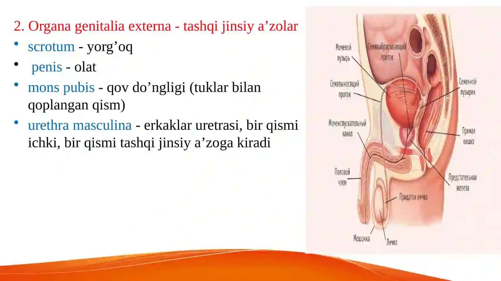 Erkaklarning tanosil a’zolari. Ayollarning tanosil a’zolari. Ularning yoshga qarab o‘zgarishi. Oraliq topografiyasi tuzilishi, chanoq va tanosil diafragmalari va jinsga nisbatan farqi 3