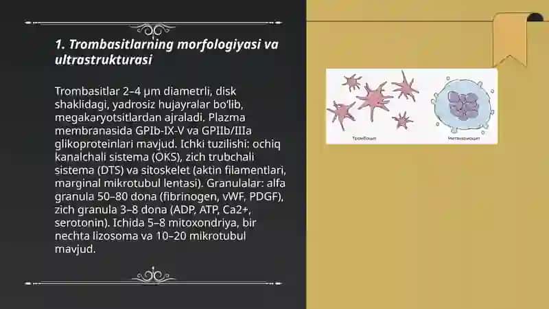 Trombasitlar fizologiyasi 3