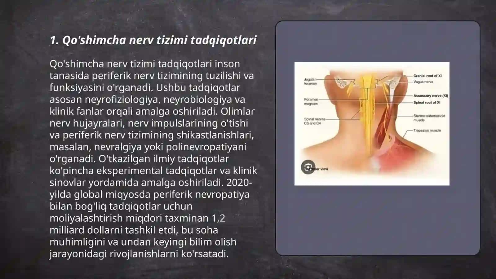 Qo'shimcha nerv tizimi tadqiqotlari 3