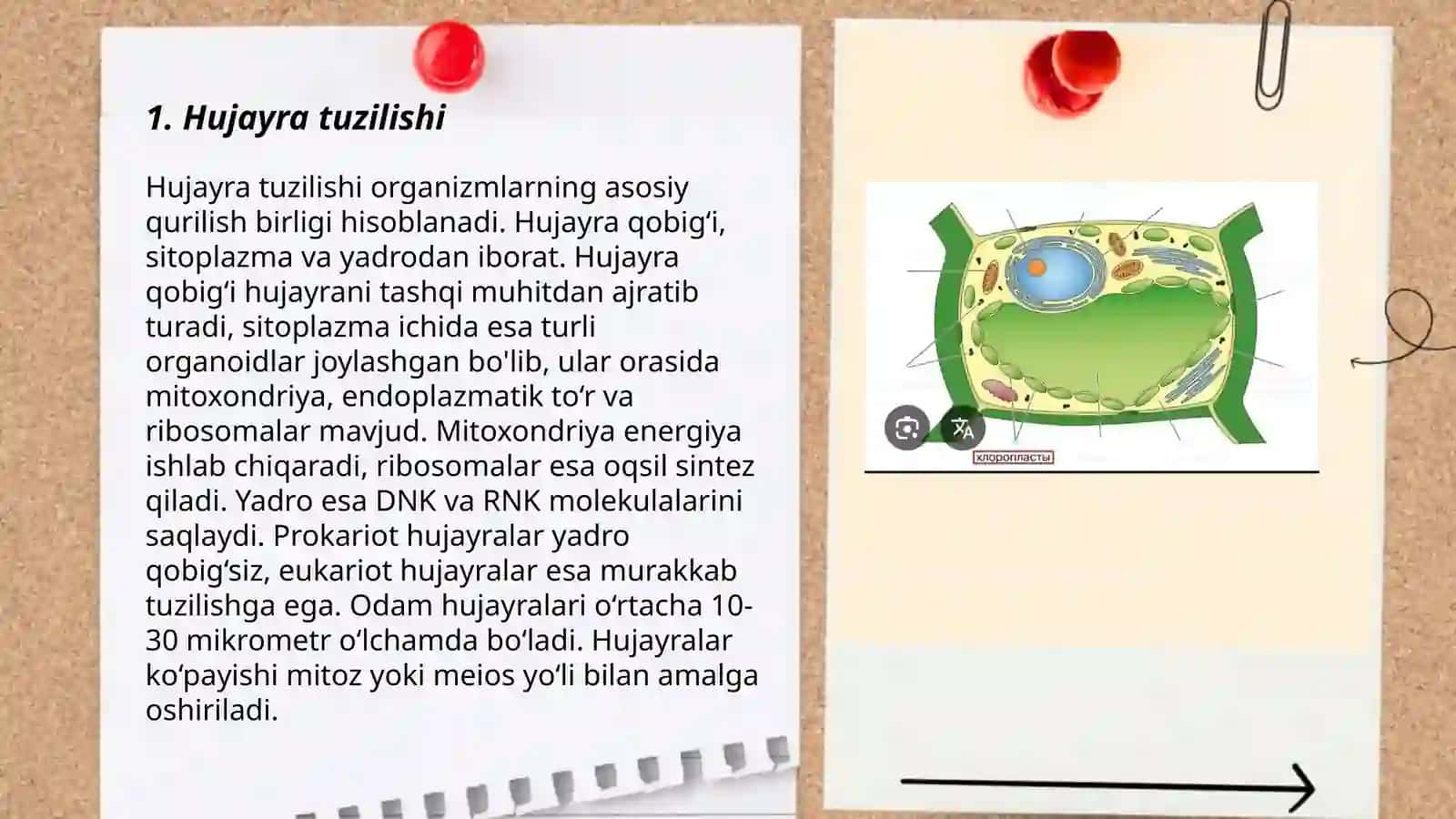 Hujayra 3