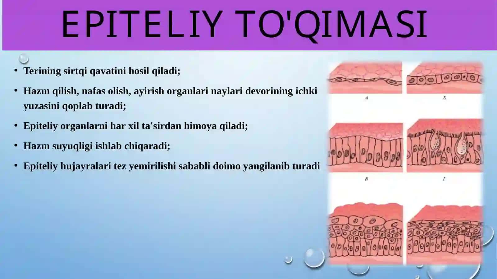 To'qimalar, organlar va organism mavzusida 8-sinf 3