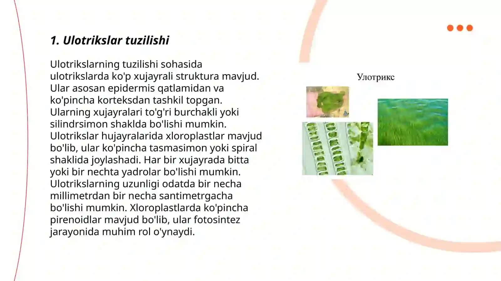 Ulotrikslar, Edogoniumlar va sifonakladiyalar tartibi 3