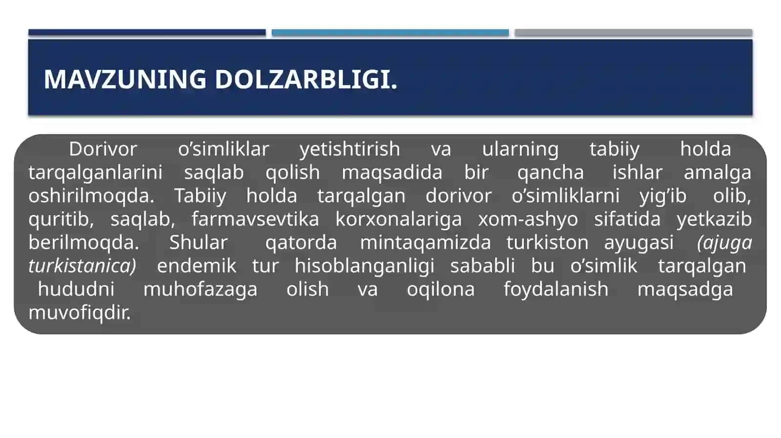 Turkiston ayugasi (Ajugaturkestanica) o’simligi 3