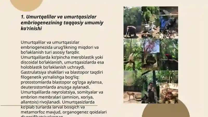 Umurtqali va umurtqasiz hayvonlar rivojlanishi misolida, embriogenez xilm-xilligining filogenetik asoslari 3