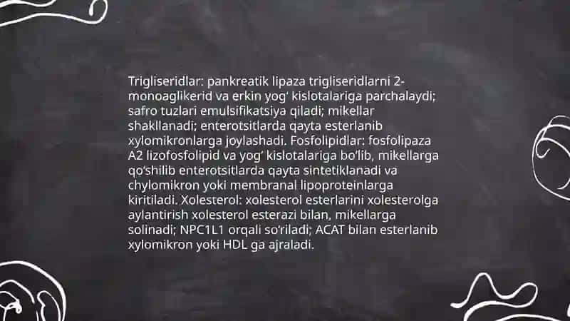 Lipidlarning hazm bo‘lishi va so‘rilishi 3