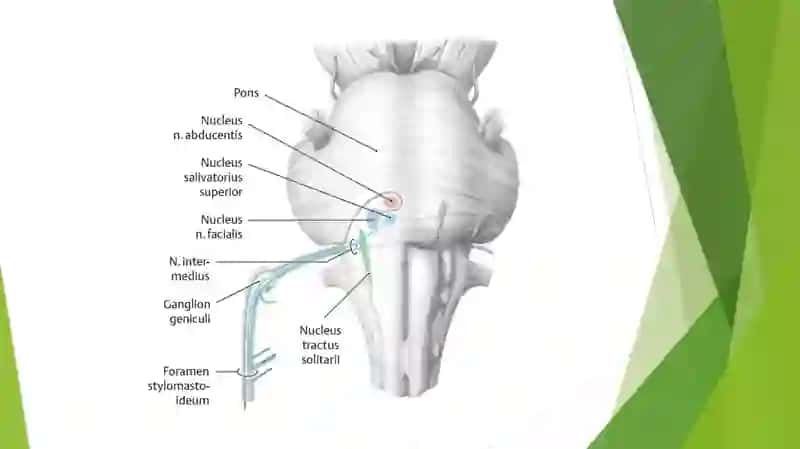 nervus fascialis 3