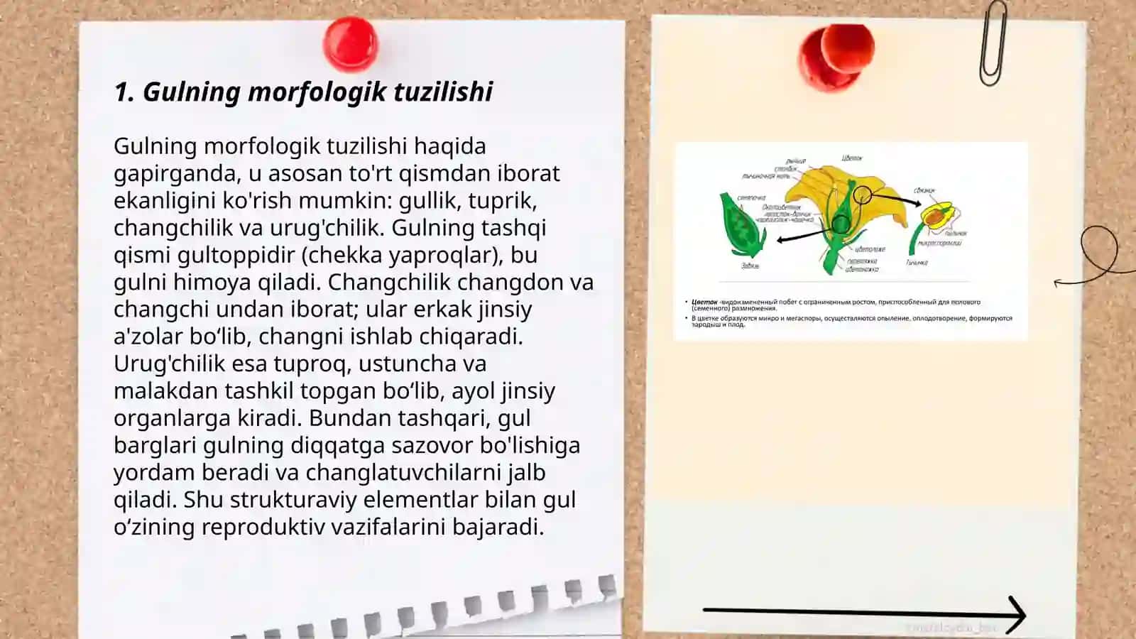 Gulning morfologiyasi Gulning androtsey va genetsiyasi anatomiya va morfologiyasini órganish 3