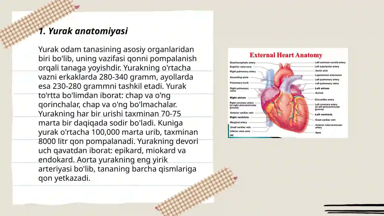 Cardiovascular system 3