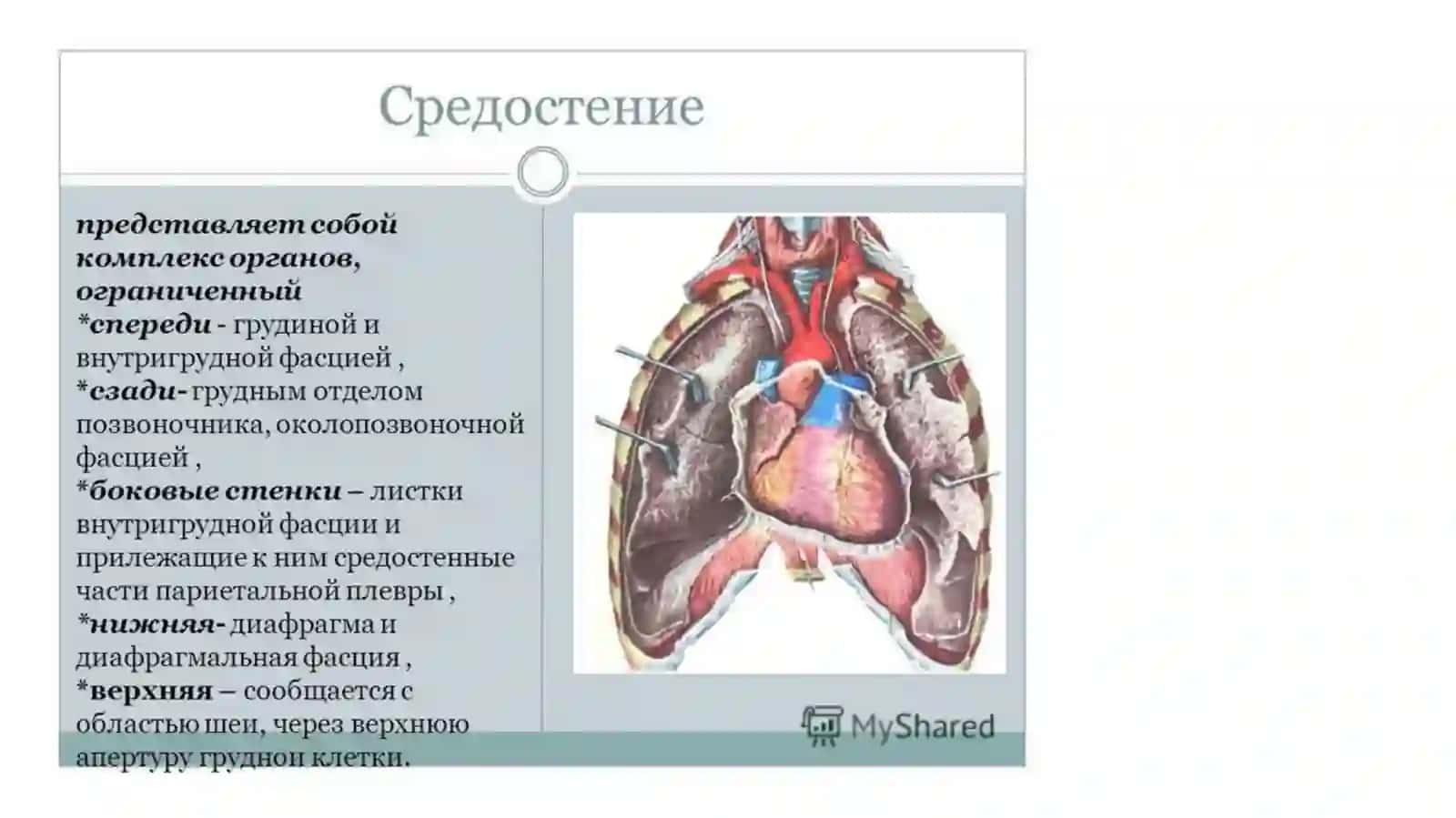 Клиническая анатомия органов переднего средостения у детей и взрослых:сердце и перикард, вилочковая железа,диафрагмальные нервы, трахея и главные бронхи 3