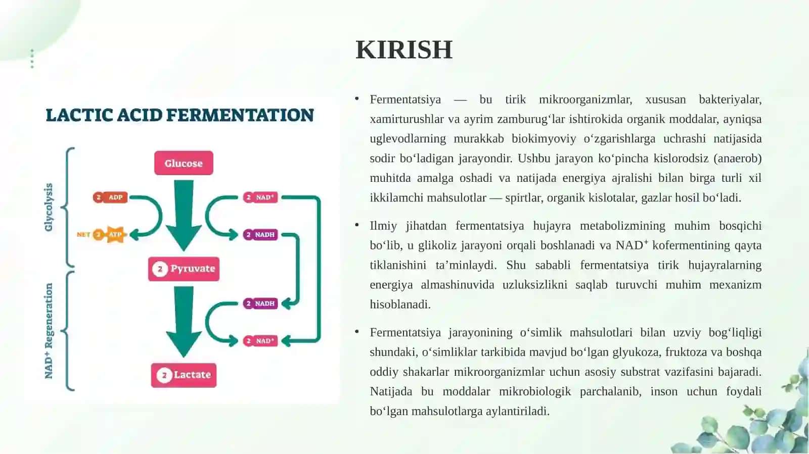 Fermentatsiya o’simliklarini tadqiq qilish 3