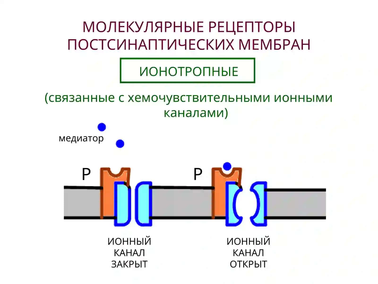 НЕЙРОМЕДИАТОРЫ 3