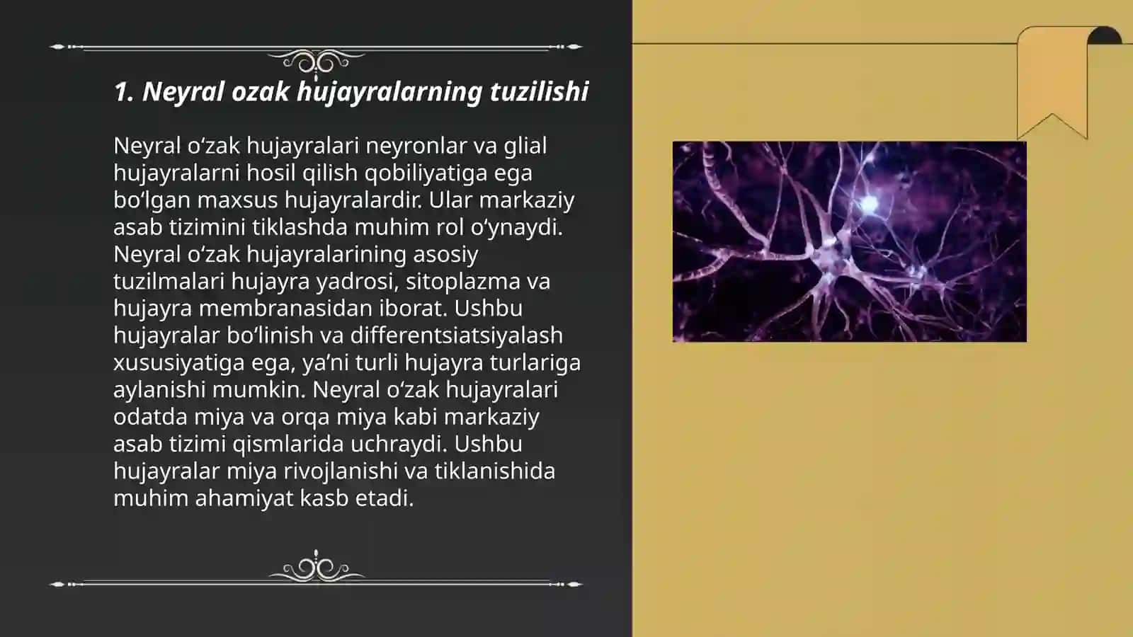 Neyral ozak hujayralar xaqida tushuncha 3