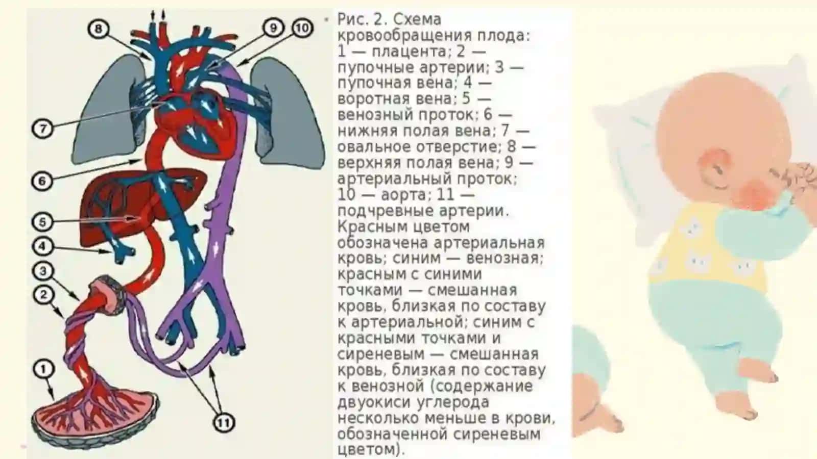 ЗНАЧЕНИЕ КРОВООБРАЩЕНИЯ В УТРОБЕ МАТЕРИ И ИЗМЕНЕНИЯ ПОСЛЕ РОЖДЕНИЯ РЕБЁНКА 3