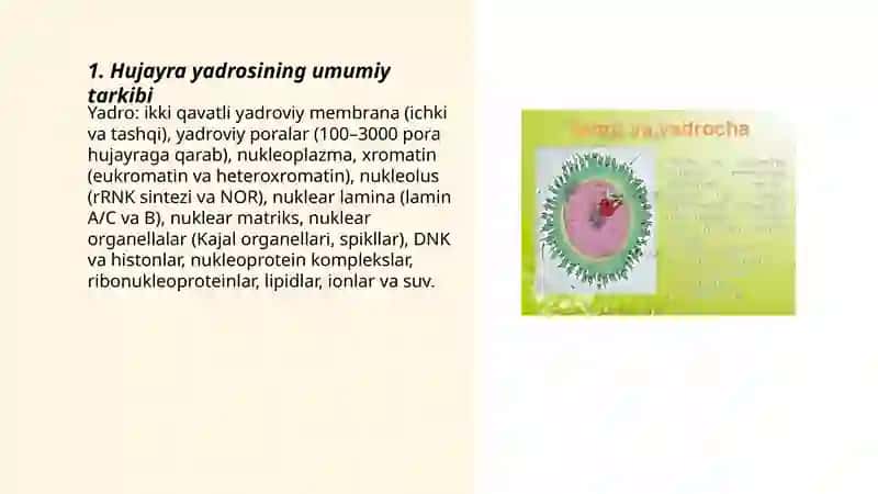 Hujayra yadrosining tarkibi xromosomalar tizilishi va ularning strukturaviy xususiyatlari 3