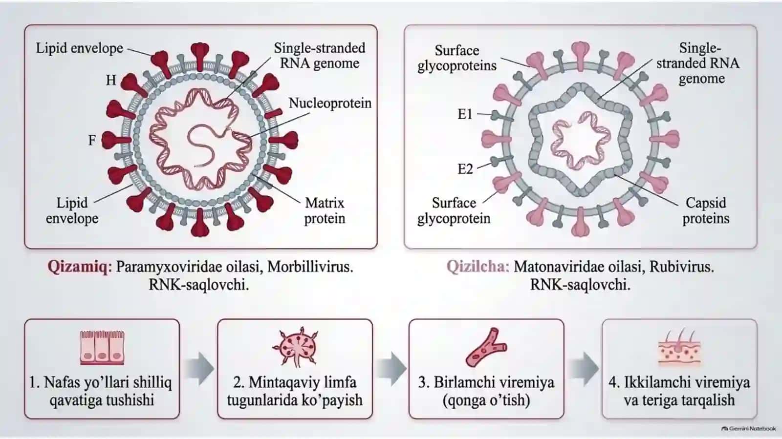 Qizamiq va qizilcha — 20 slaydli tibbiy taqdimot 3