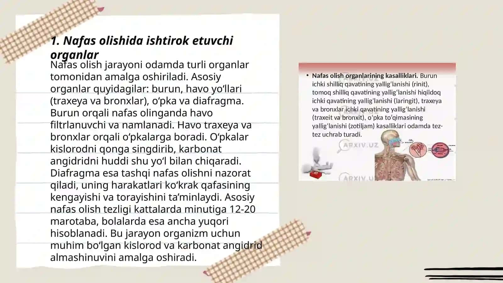 Nafas fiziologiyasi 3