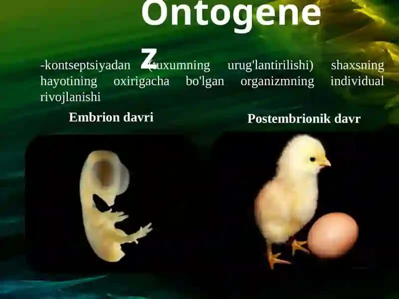 Ontogenez.Embrional taraqqiyotning xususiyatlari.Postnatal ontogenezning asosiy davrlari. 3