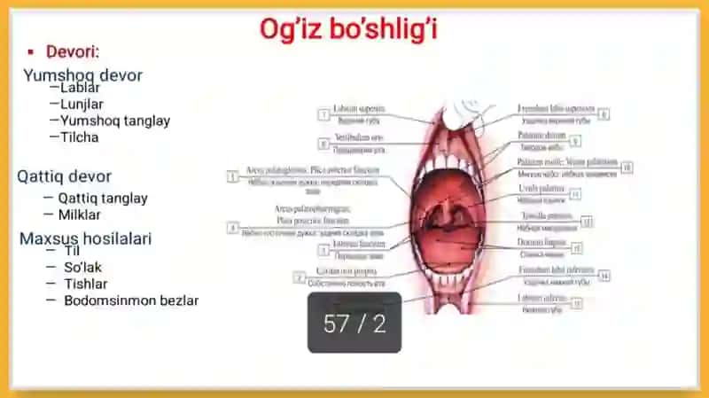 Ta’m bilish a’zosi 3