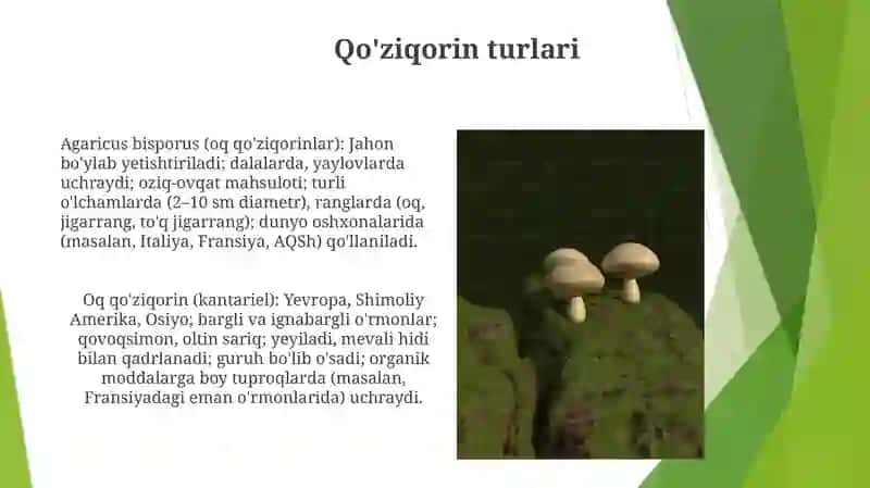 Qalopoqchali va po'kak zamburug'lar 3