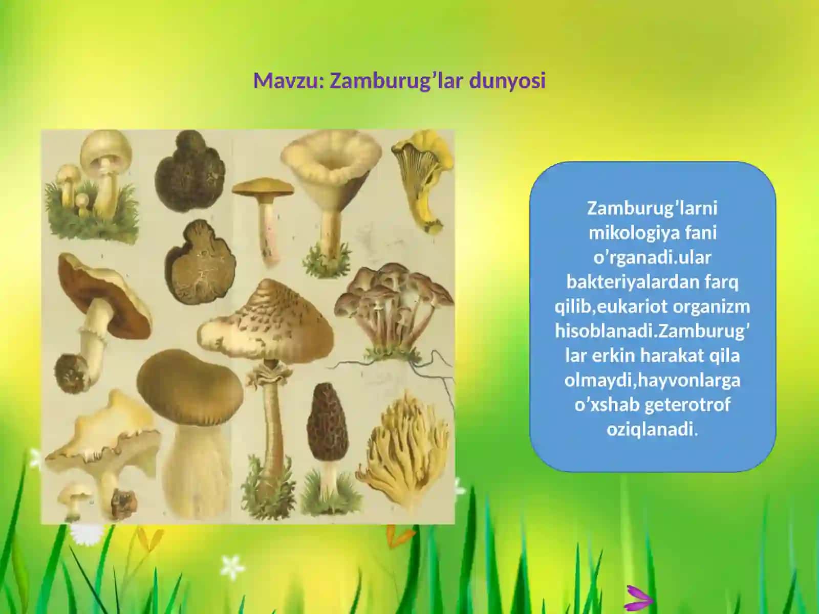 5-sinf Biologiya, Botanika fanidan Zamburug'lar dunyosi dars ishlanma 3