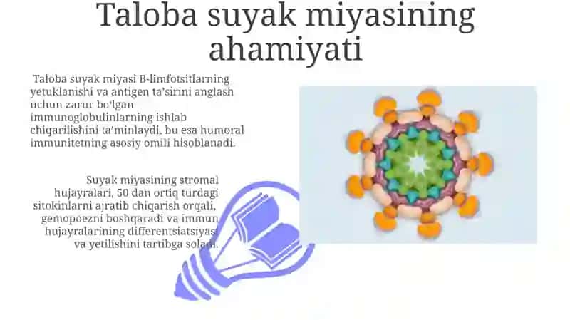 Taloba suyak miyasining ahamiyati 3