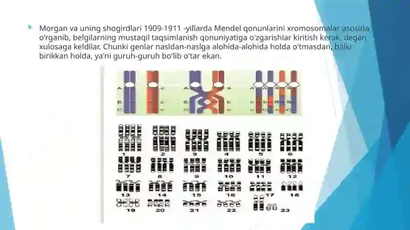 Irsiyatning xromosoma nazariyasi 3