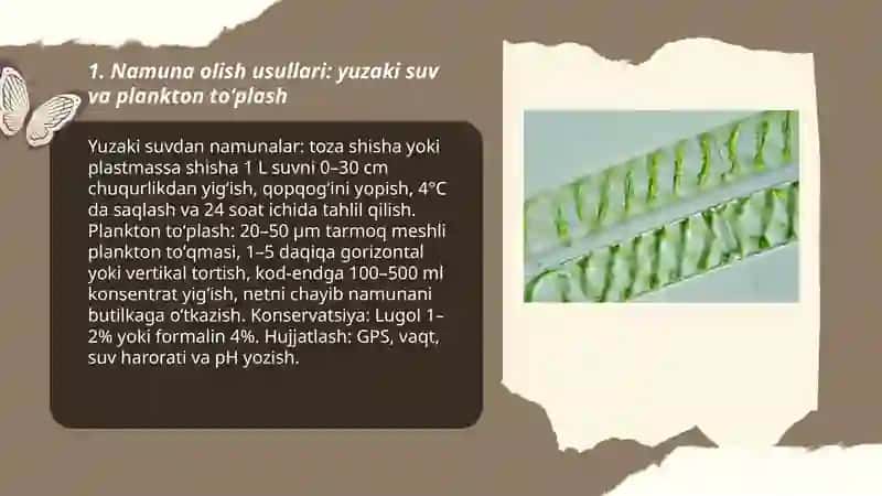 Microscopic Observation of Blue-Green Algae 3