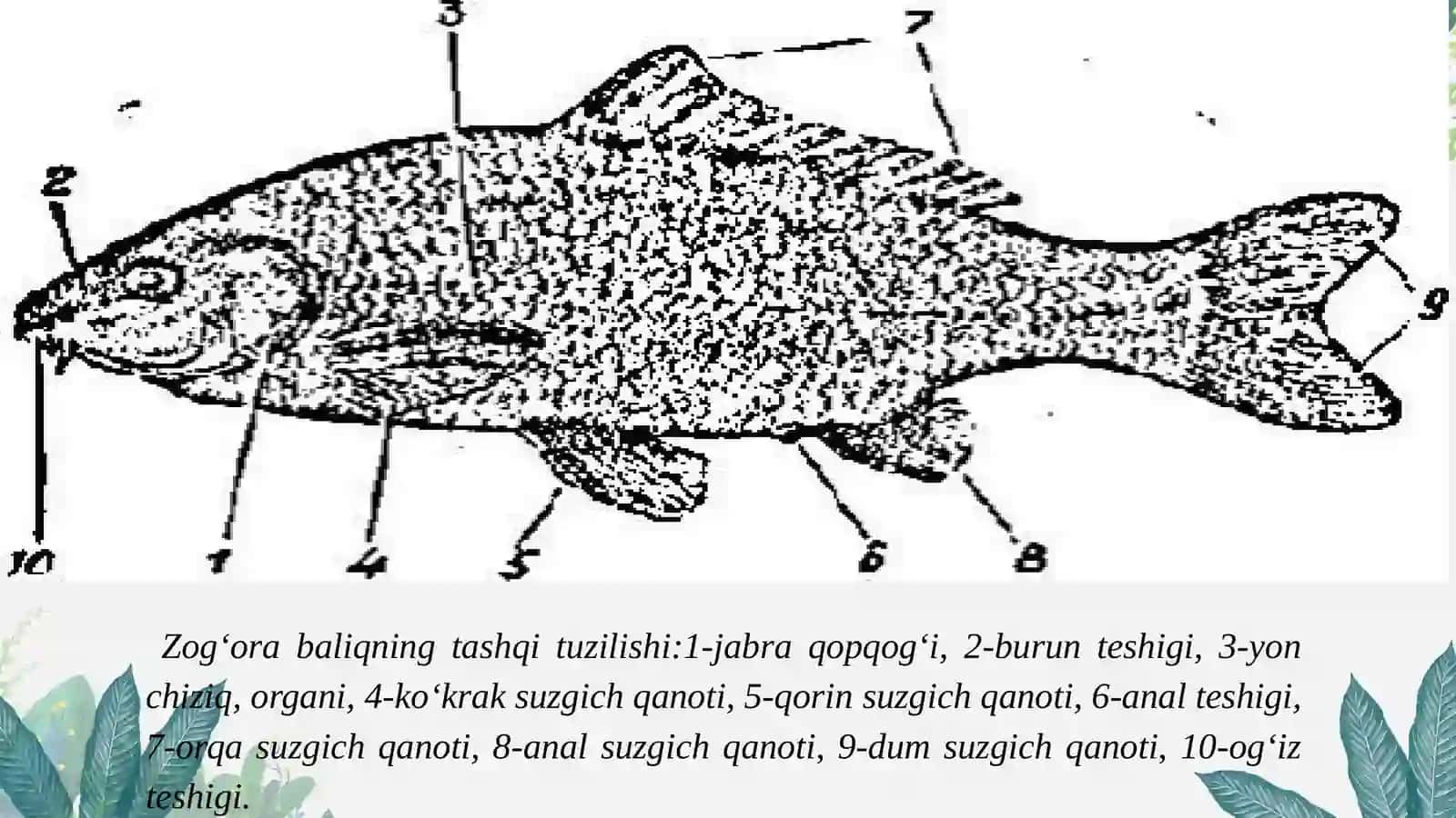 Suyaklibaliqlarning umumiy xususiyatlari 3