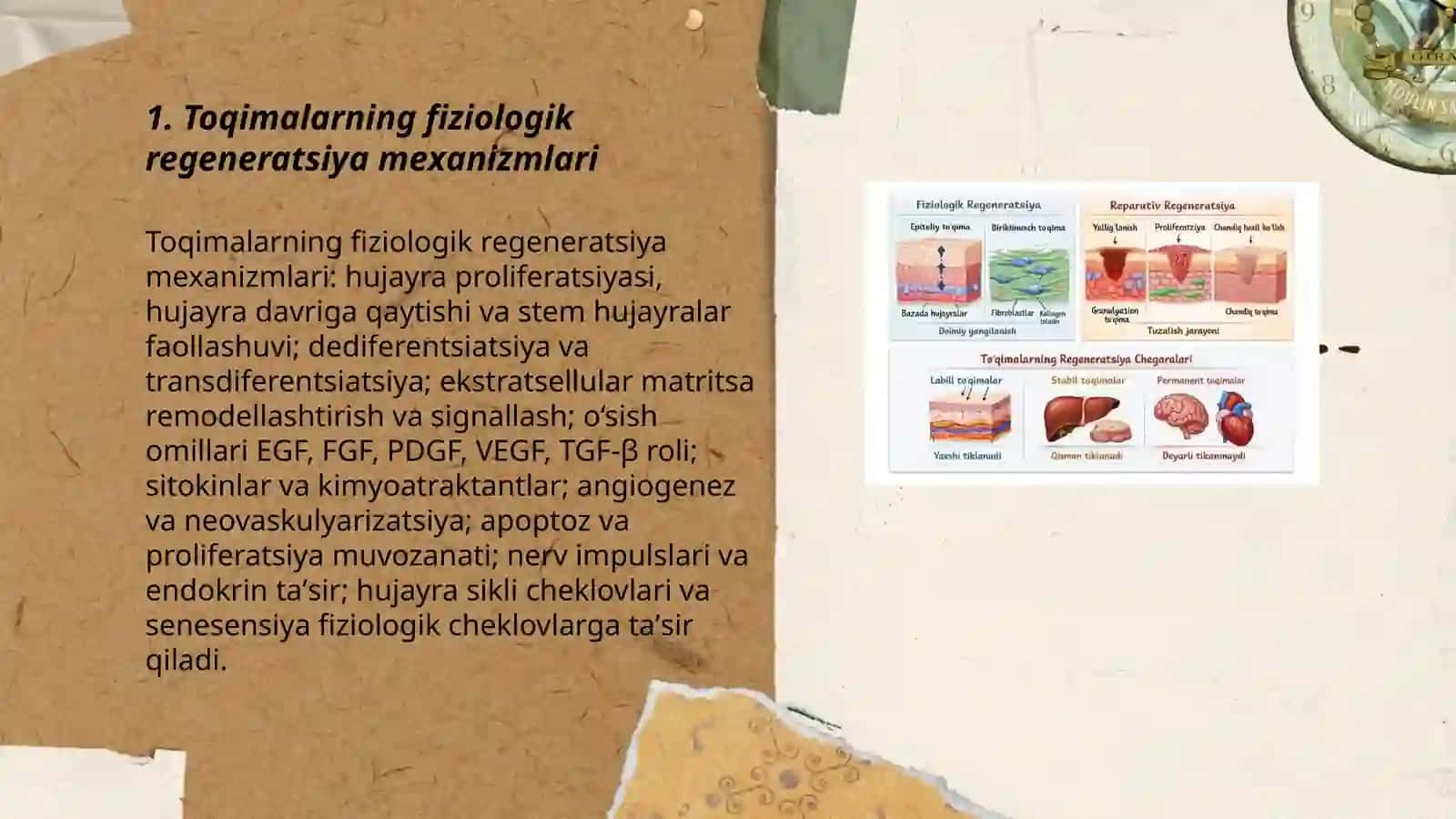 Toqimalarning fiziologik Va reprativ regeneratsiyasi toqimalar ozgaruvchanligi chegaralari 3