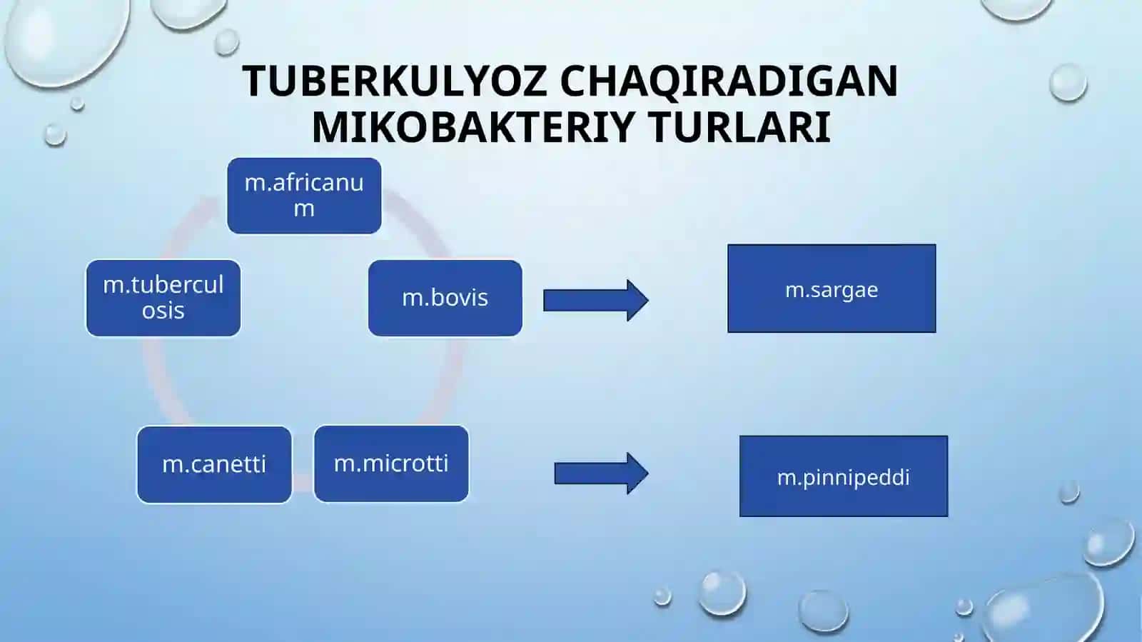 Tuberkulyoz etiologiyasi va patogenezi 3