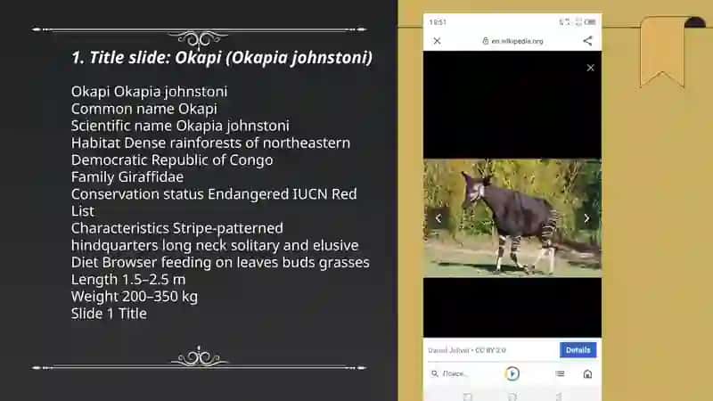 Okapi hayvoni 3