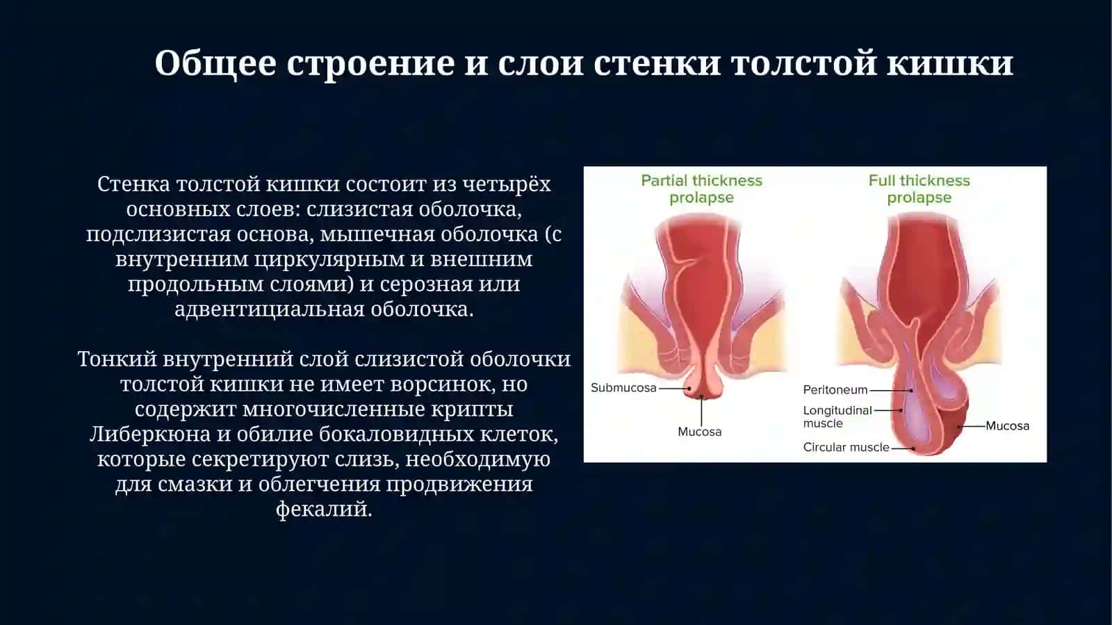 Толстая кишка. Строение стенки. Червеобразный отросток и прямая кишка 3