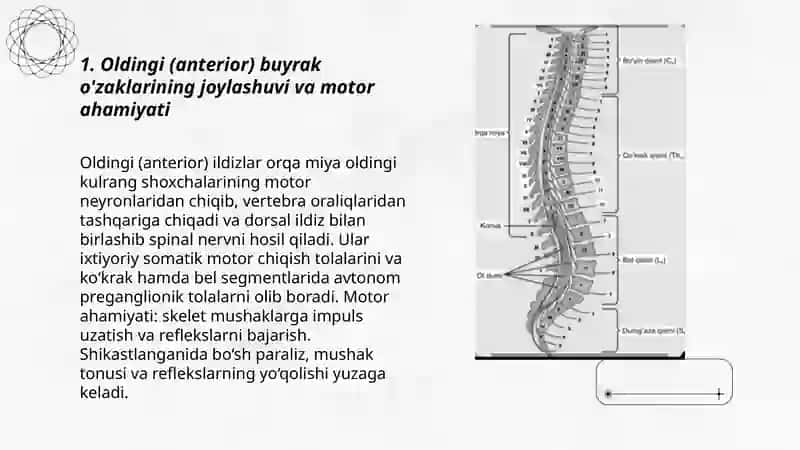 Orga miya o' zaklarining joylashuvi va ularning ahamiyati. 3