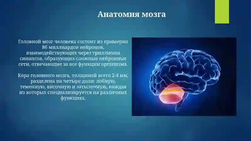 Презентация: Головной мозг 3