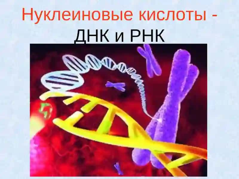 Нуклеиновые кислоты 3
