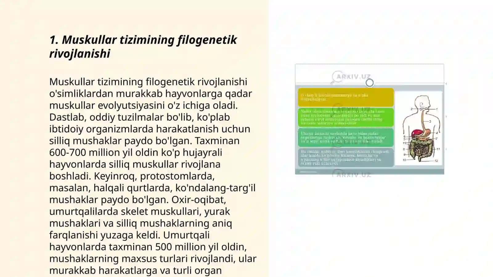 Muskul sistemasi filo-va ontogenezi, taraqqiyotiga tashqi omillarning ta'siri 3