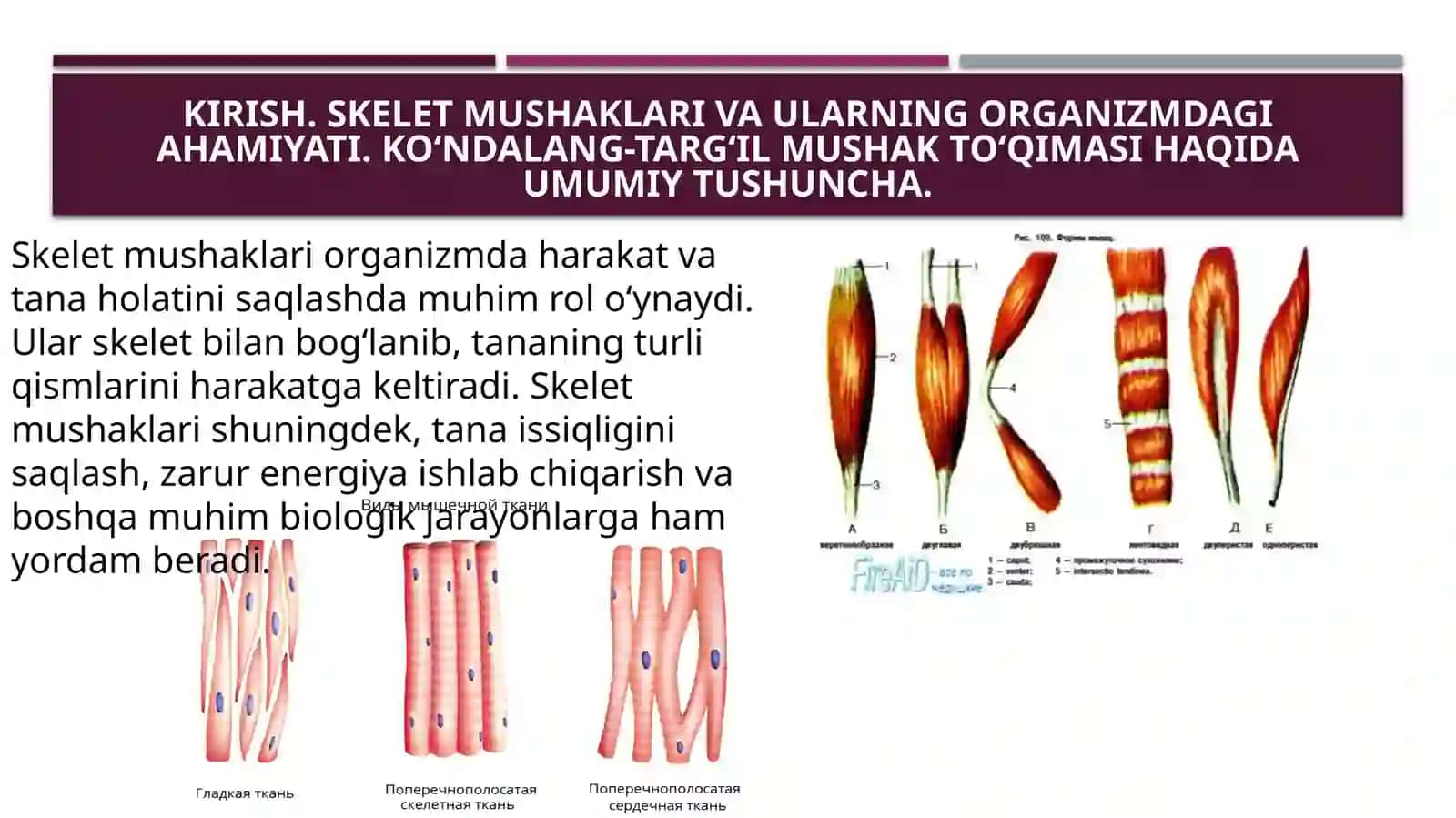 Ko`ndalang-targ`ilskelet mushak to`qimasining tuzilishi 3