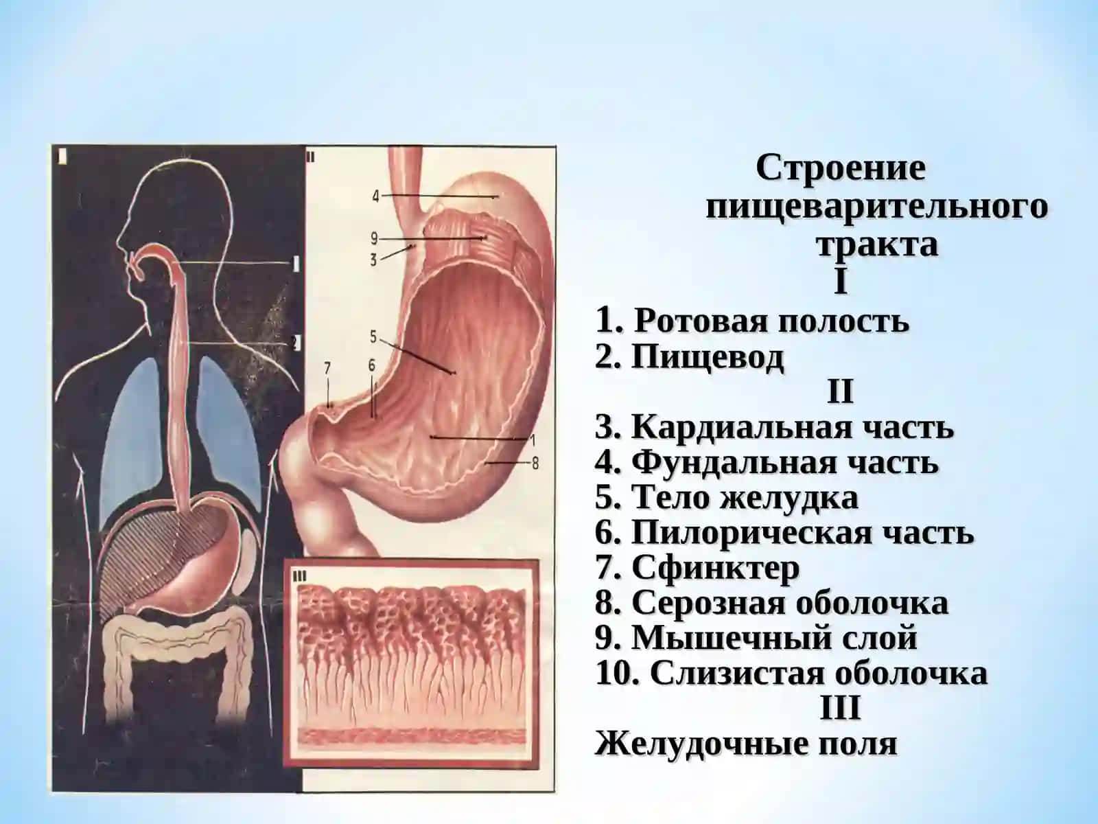 Язвенная болезнь желудка и двенадцатиперстной кишки 3