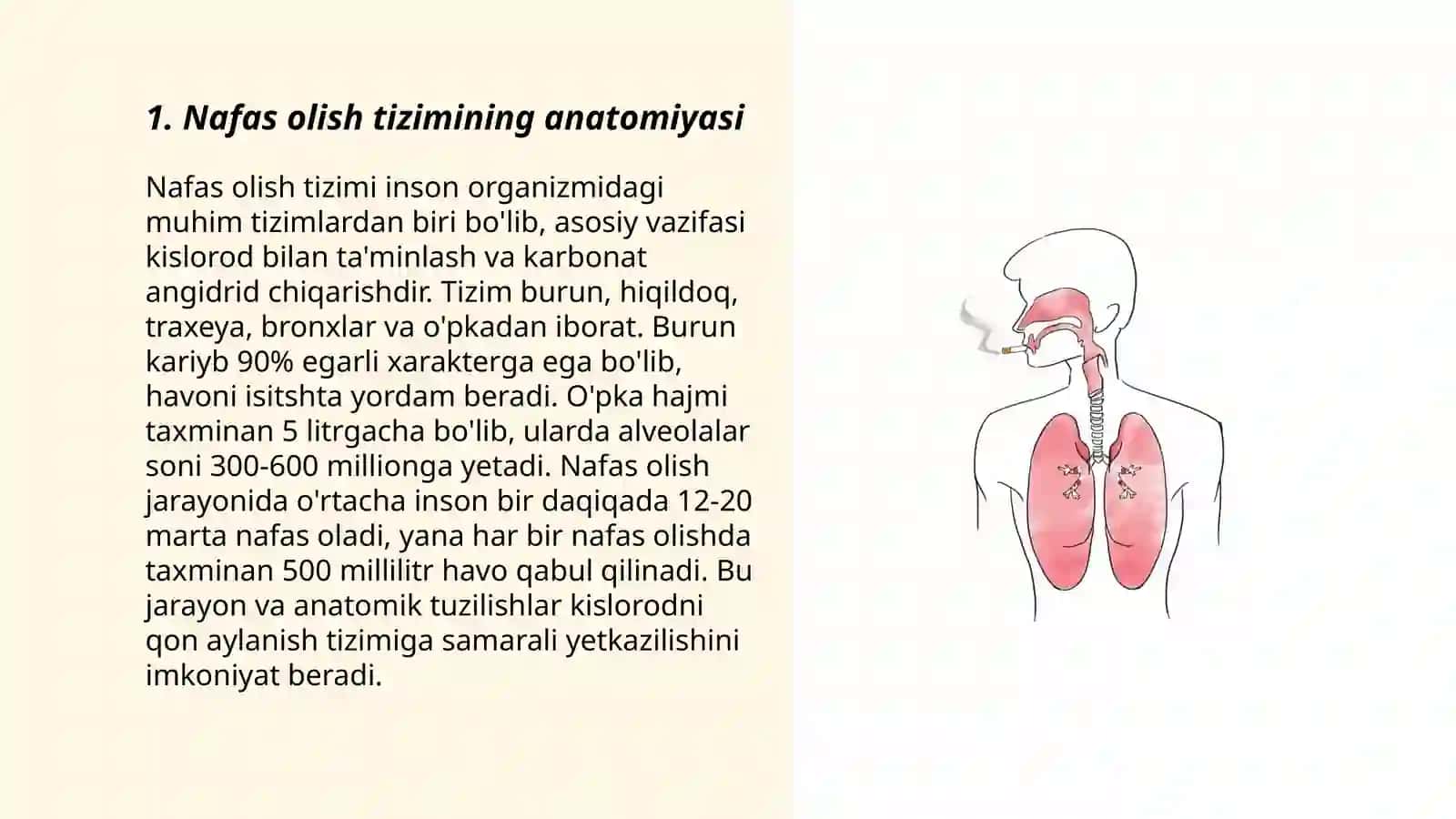 Nafas olish jarayonlari. A.BAX va V.Palavin nazariyasi 3