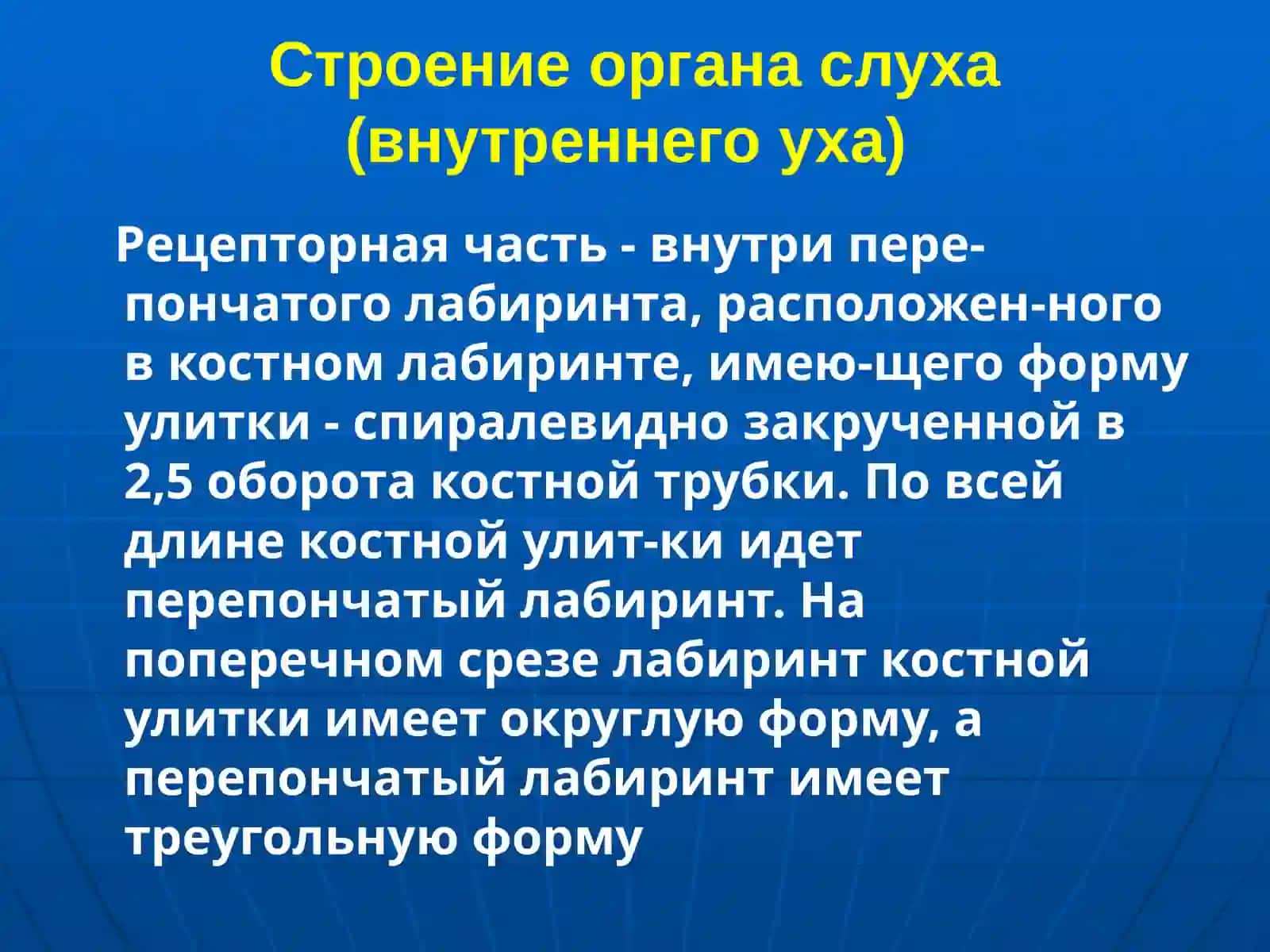 Орган слуха 3