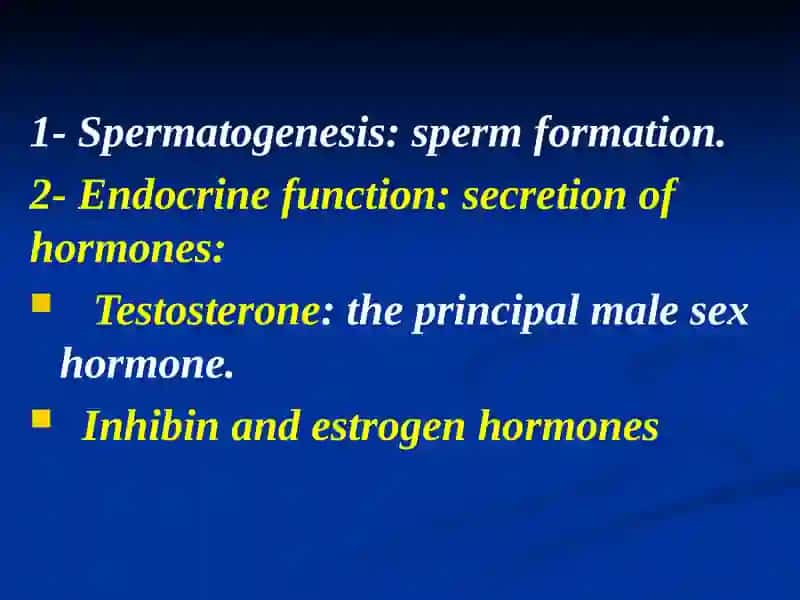 Male reproductive system 3