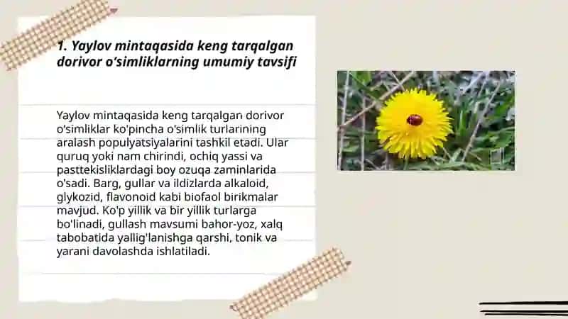 Yaylov mintaqasida keng tarqalgan dorivor oʻsimliklar 3